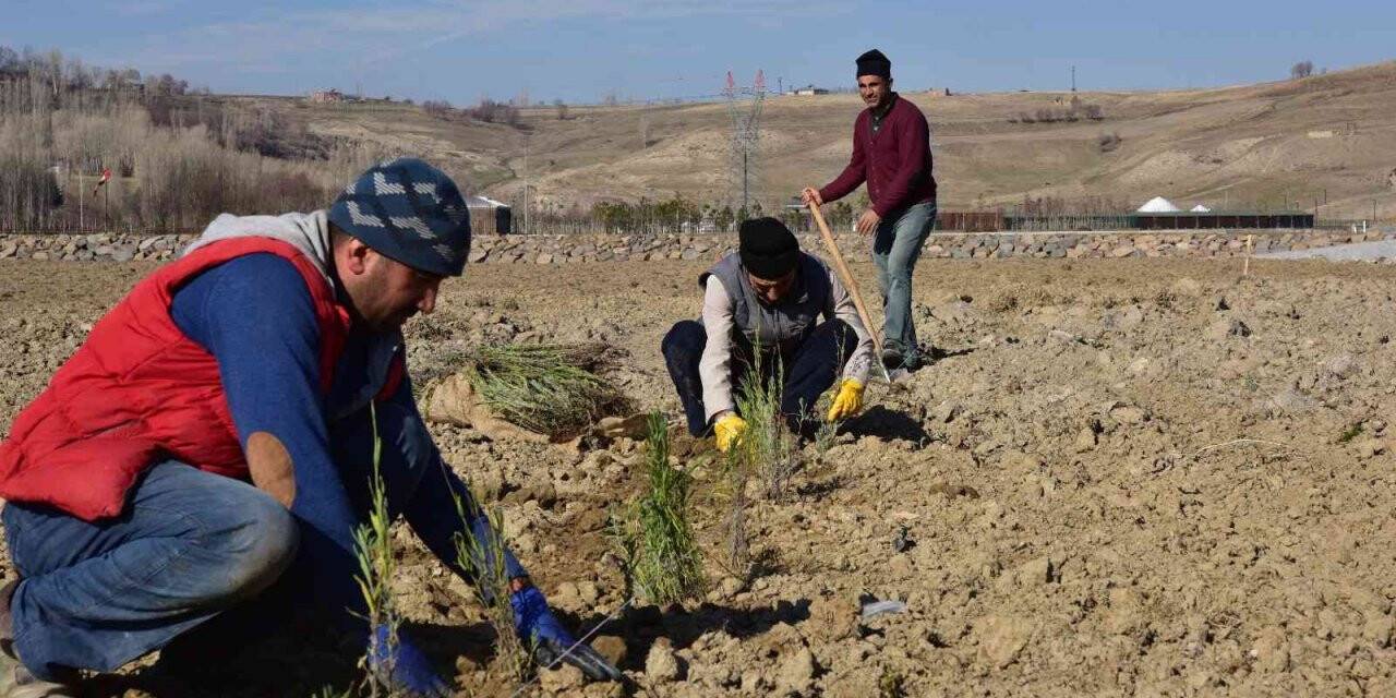 Ahlat Lavanta Parkı Projesi fotoğraf turizmine katkı sunacak