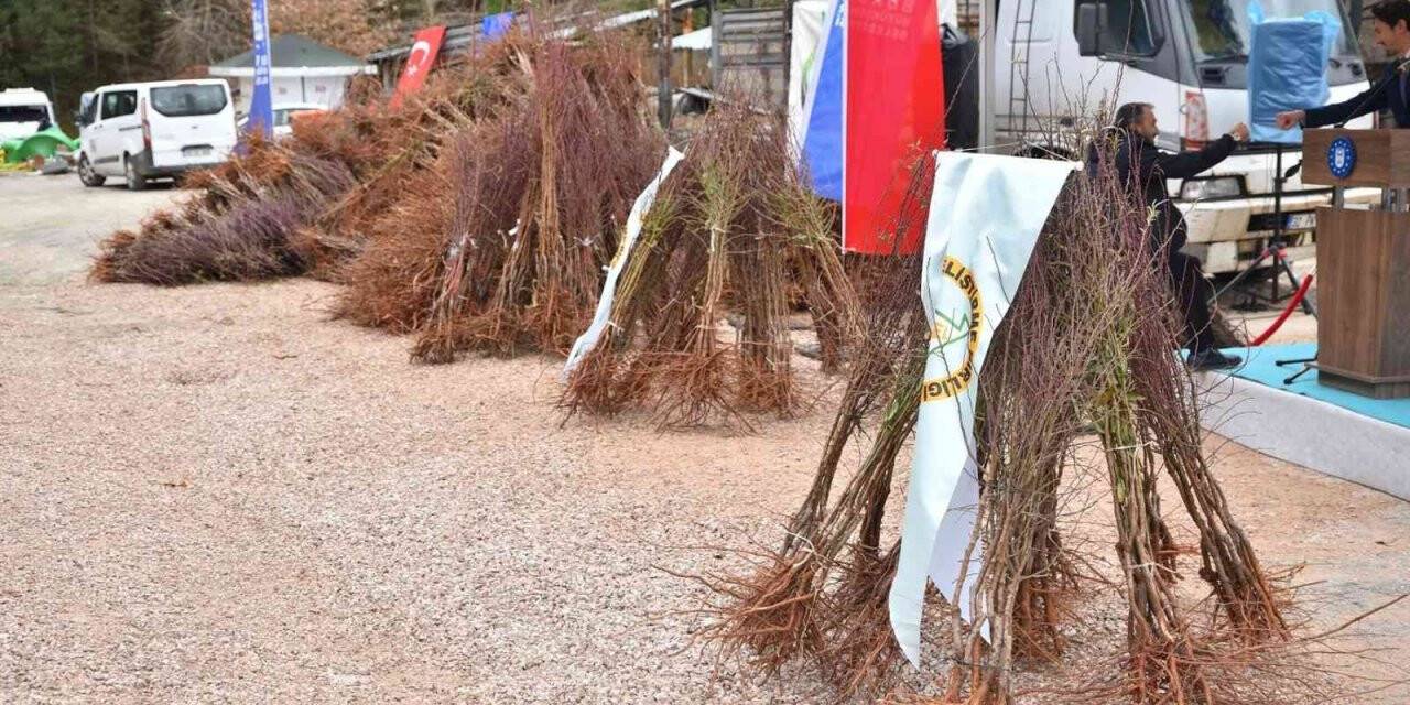 Trabzon hurması Uludağ çileğine rakip olacak