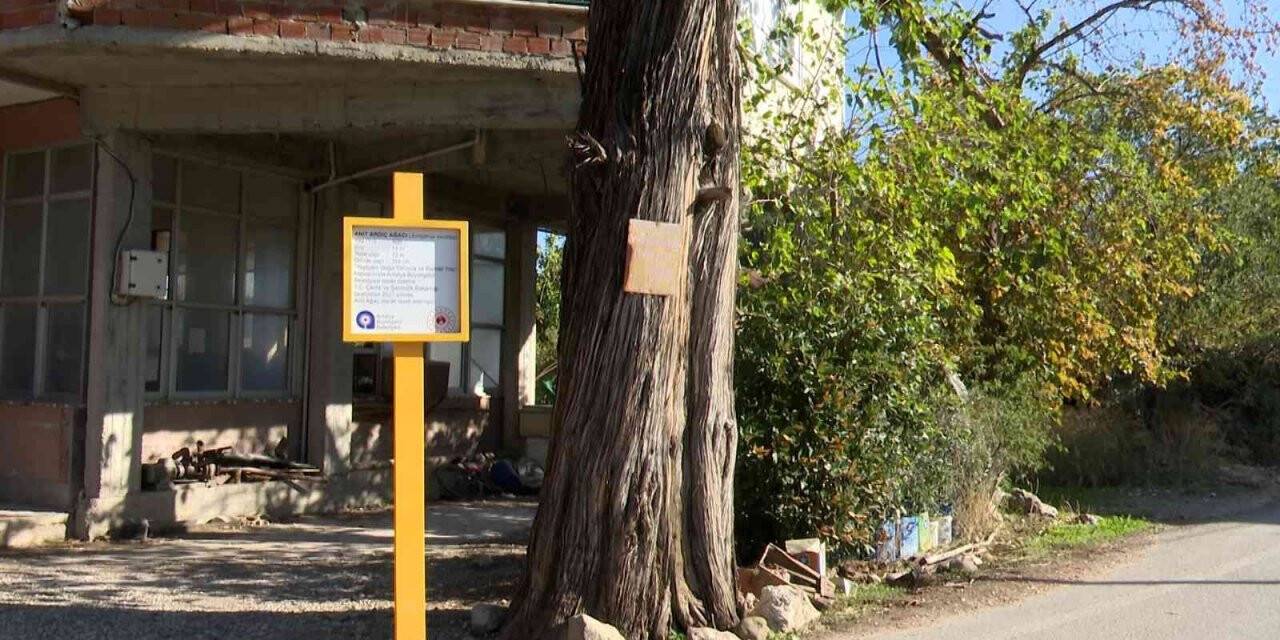 5 asırlık anıt ardıç ağacı tescillendi