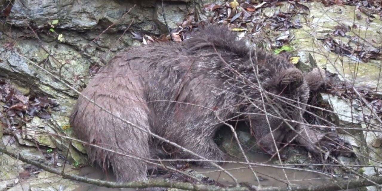 Deredeki ayı kurtarma operasyonundan nefes kesen görüntüler
