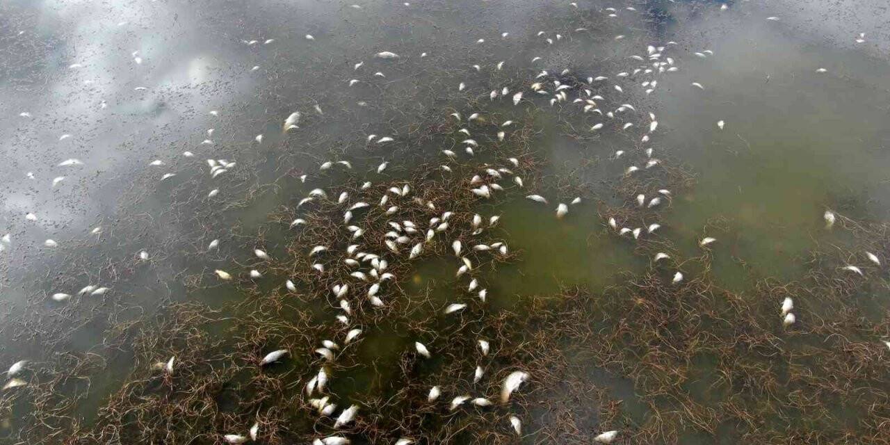 Çevre felaketinin yaşandığı gölde sevindiren manzara