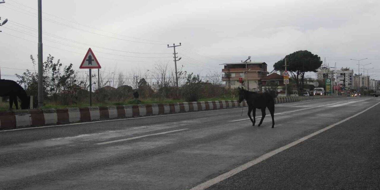 Aydın’da başıboş yük hayvanları sürücülerin korkulu rüyası haline geldi