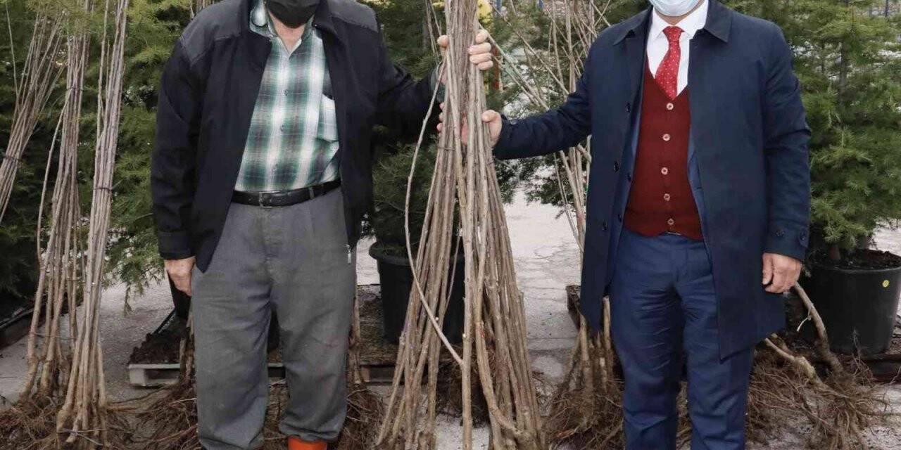 Körfezli çiftçilere 4 bin ceviz ve kiraz fidanı