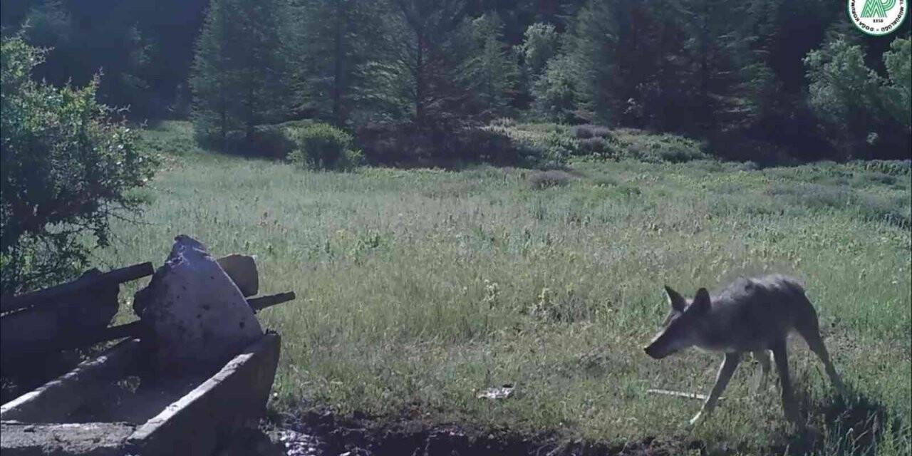 Yaban hayatı foto kapana yansıdı