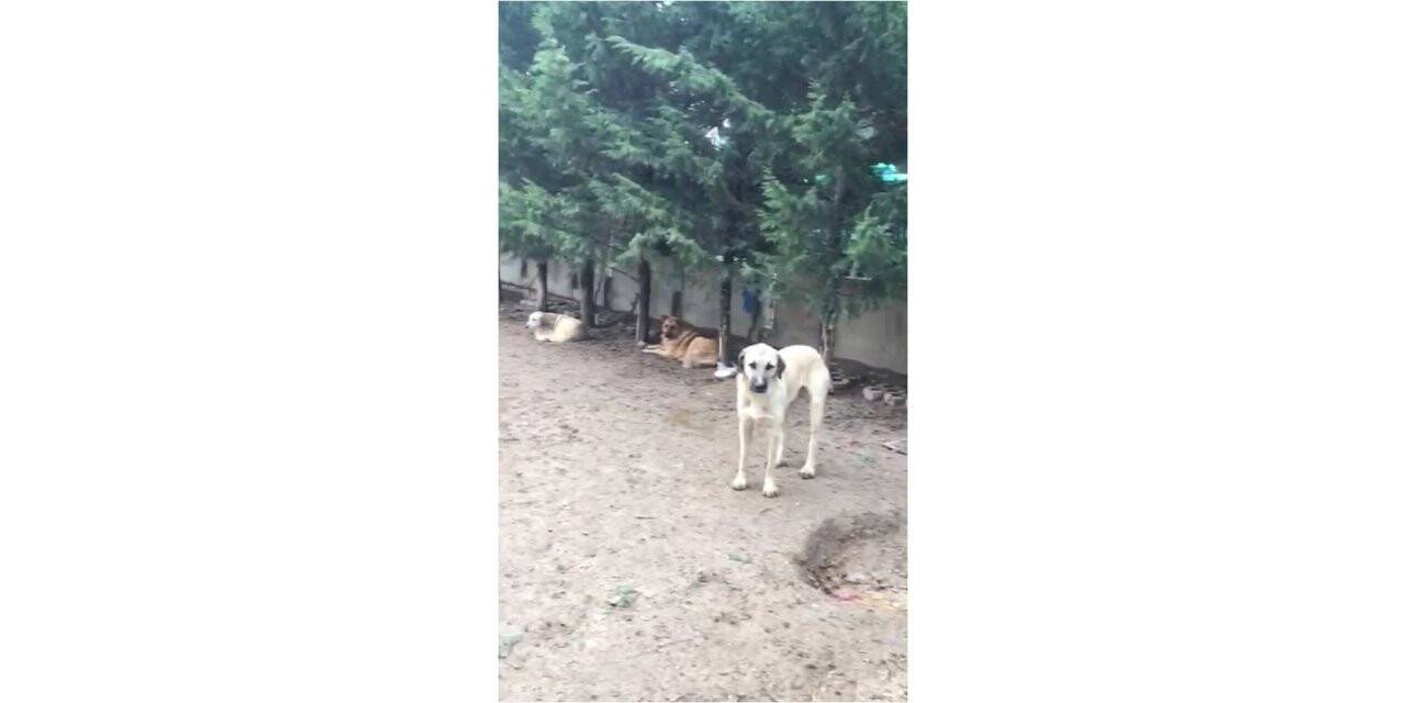 Konya'da villada uygunsuz koşullarda tutulan 16 köpek korumaya alındı
