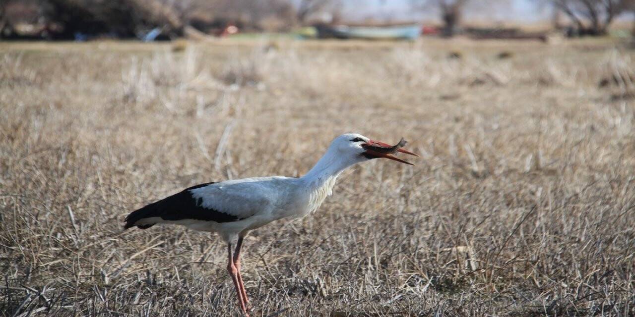 Konya'da göçü kaçıran leylek limanda balıkçıların yolunu gözlüyor