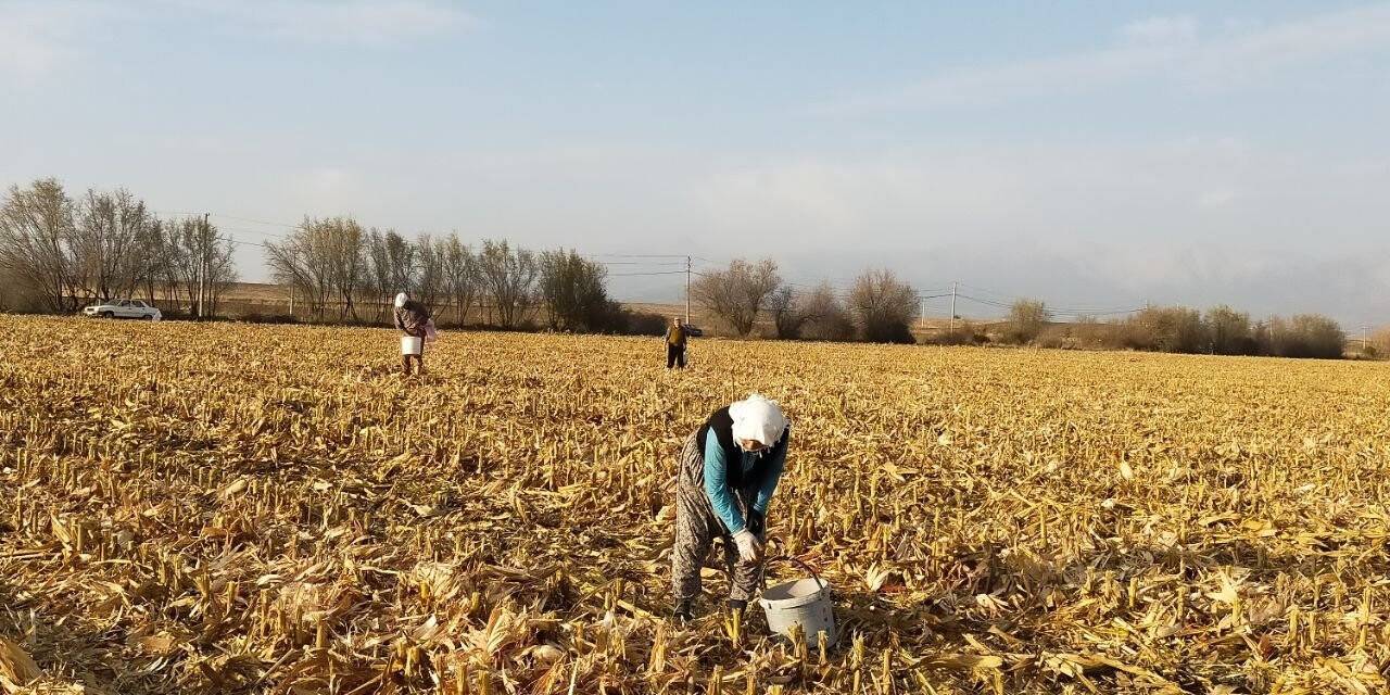 Mısır başağı çiftçilere ikinci gelir kaynağı oldu