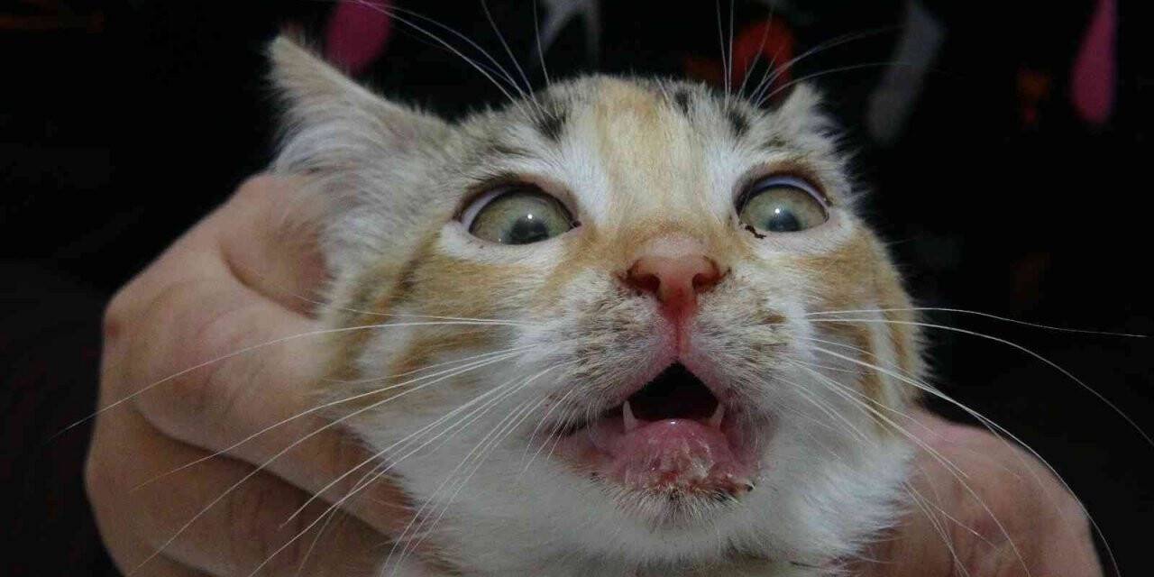 Bu da kedilerin korona virüsü