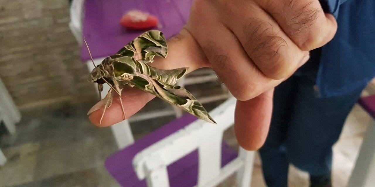 Ender görülen ‘mekik kelebeği’ Alanya’da koruma altına alındı