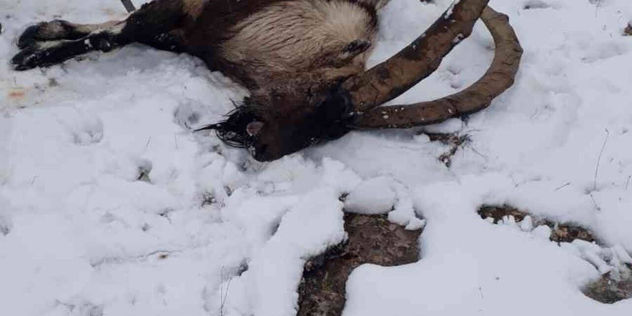 Kurdun saldırdığı yabani dağ keçisi telef oldu