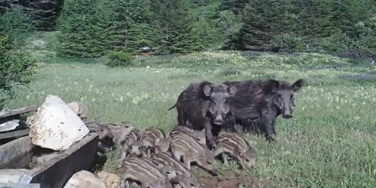 Antalya’da yaban hayatı fotokapana yansıdı