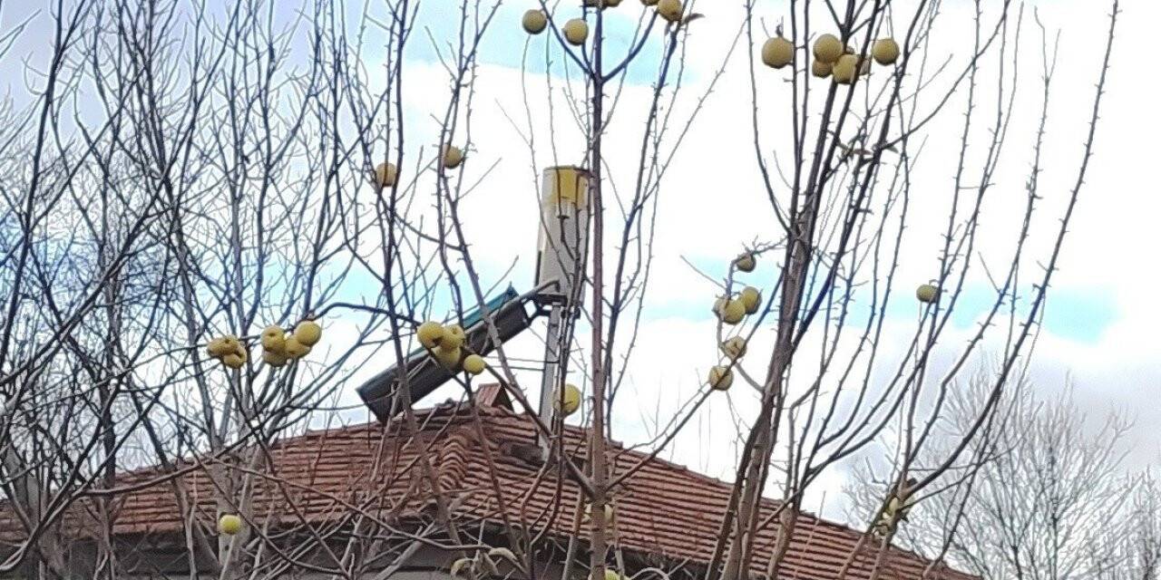 Yaprağı dökülmüş elma ağacındaki elmalar ilgi odağı