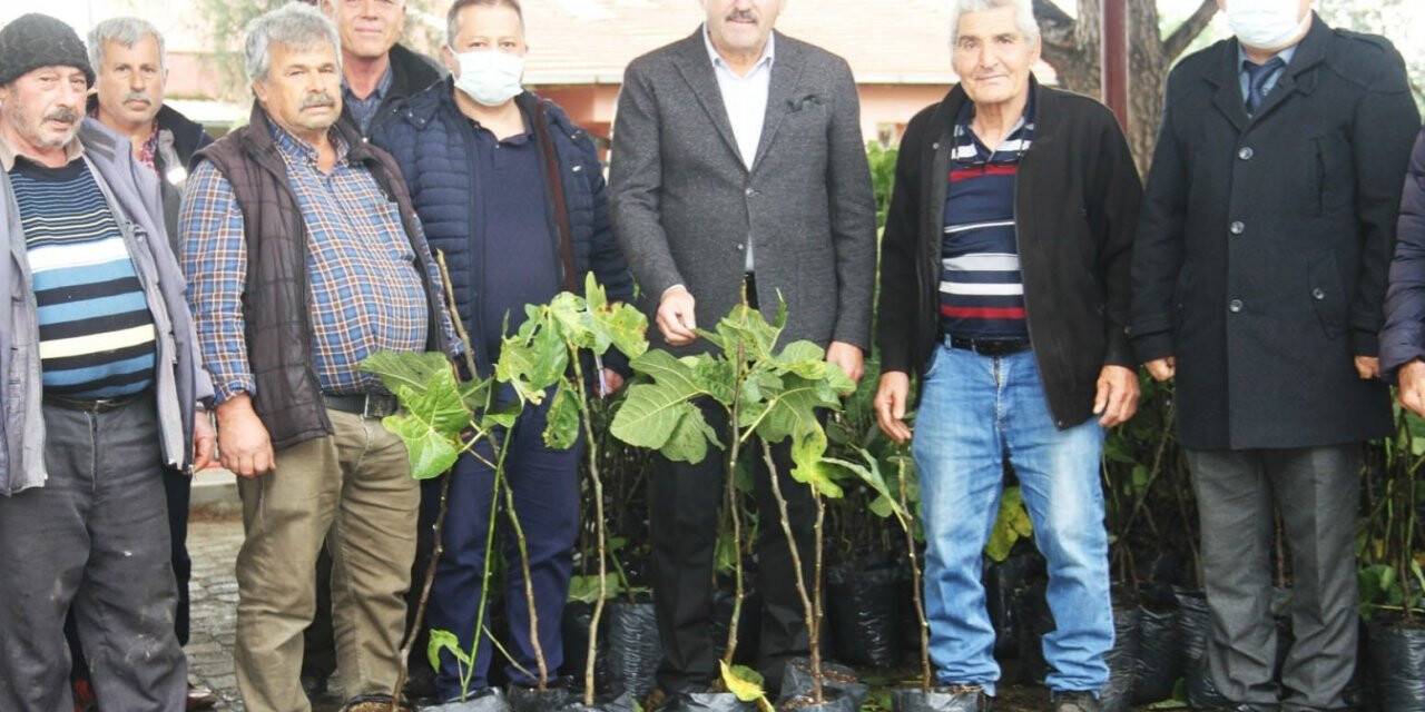 Kuyucak’ta siyah incir yaygınlaşacak