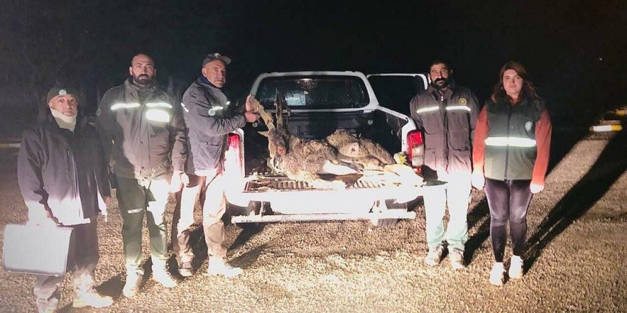 Tunceli’de yaban keçisi avlayan 2 kişiye 126 bin lira ceza