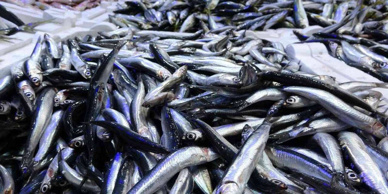 Ordu’da tezgahlar hamsisiz kaldı: Kasası 500 liraya ulaştı