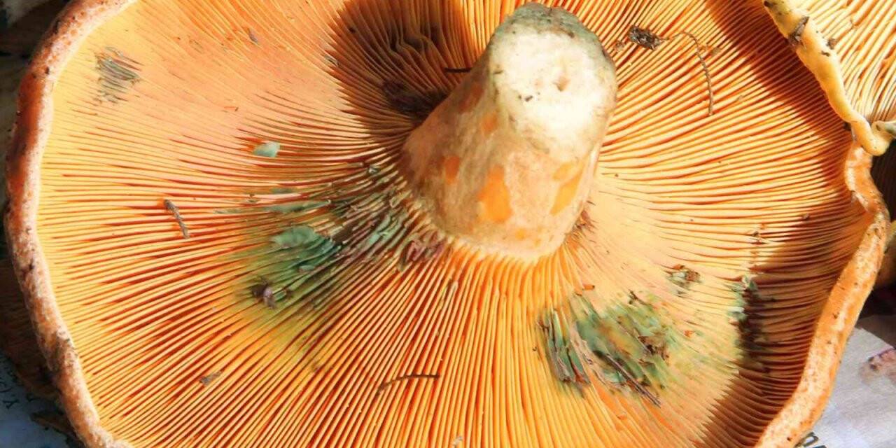 Fiyatını duyan ormana koştu, uzmanı uyardı