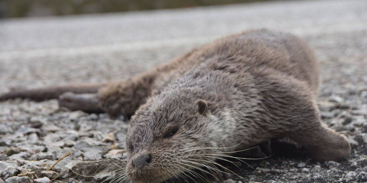 Nesli tükenmekte olan su samuru, aracın çarpması sonucu telef oldu