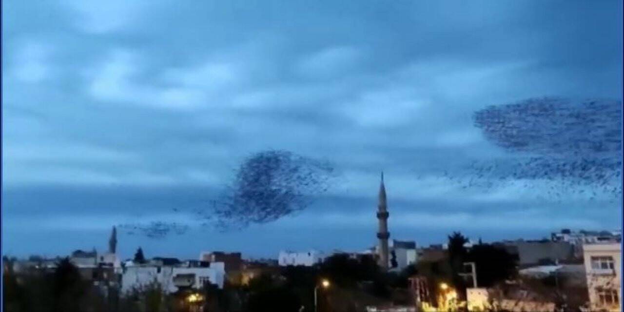 Siverek’te sığırcık kuşları gökyüzünde görsel şölen oluşturdu