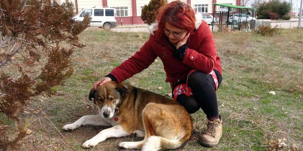 Sokak hayvanları her gün onun yolunu gözlüyor