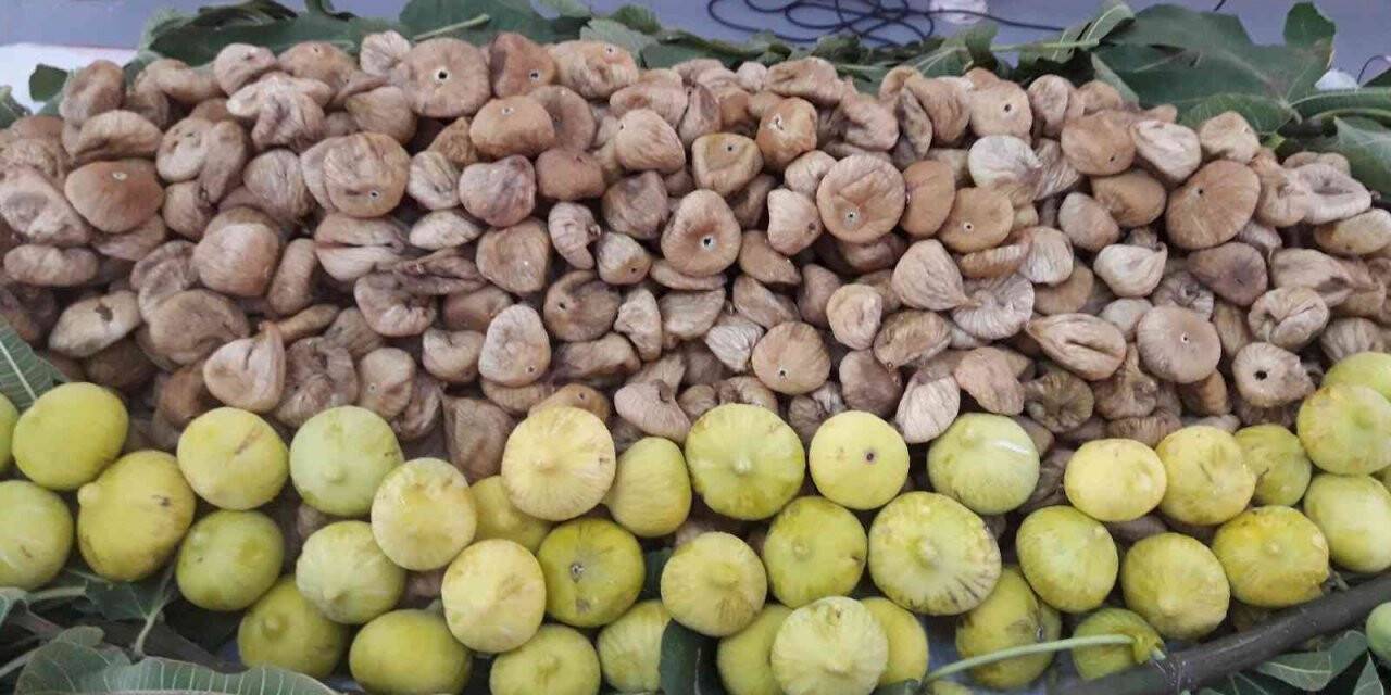 Söke’de aşırı sıcaktan etkilenen 34 incir üreticisine ödeme yapılacak