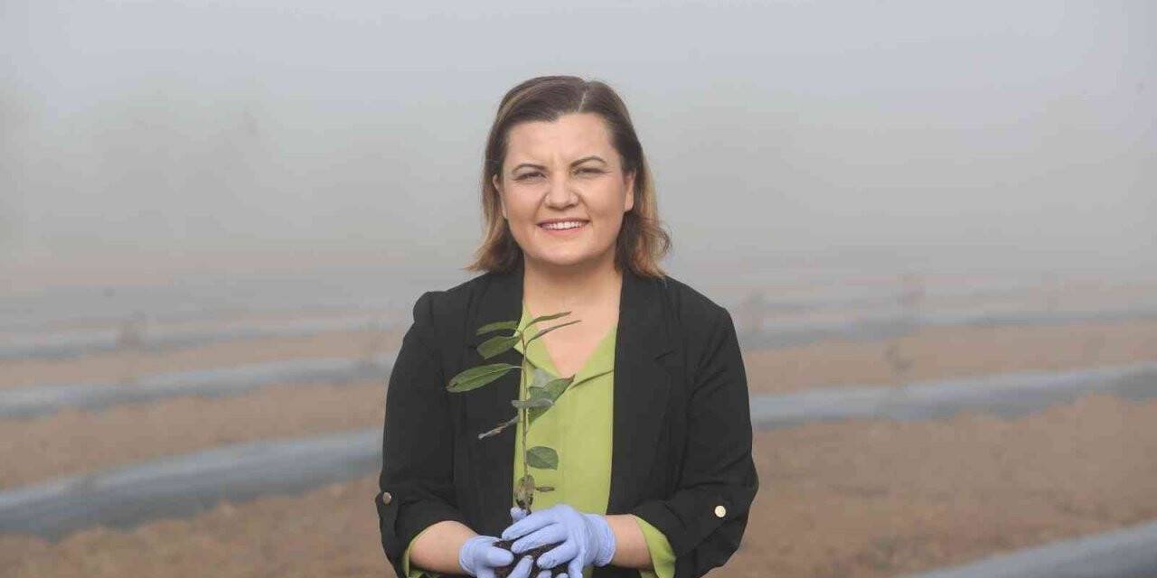 İzmit Belediyesi çiftçiye aronya fidanı dağıtacak