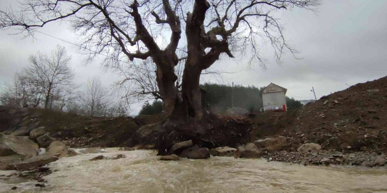 300 yıllık çınar ağacı kurtarıldı