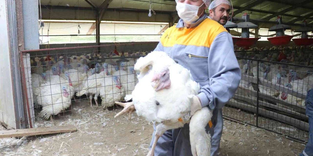 Yılbaşı hindileri sofralarda yerini almaya hazırlanıyor