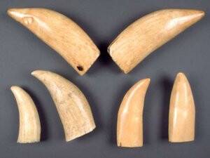 Hong Kong 30 ton fildişini imha ediyor