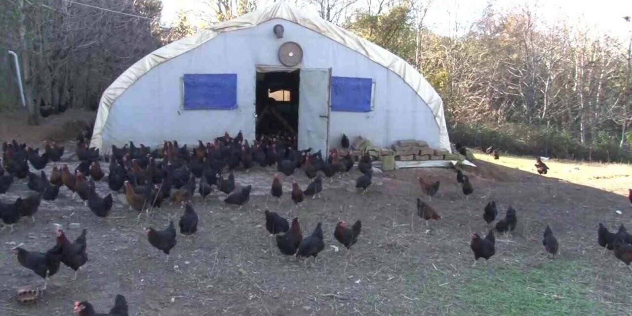 İstanbul’un göbeği Beykoz’da, gezen tavuk çiftliği
