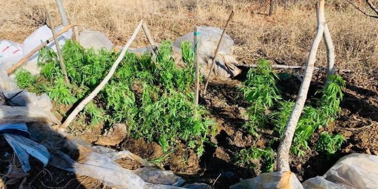 Evinin bahçesindeki serada uyuşturucu ekmiş
