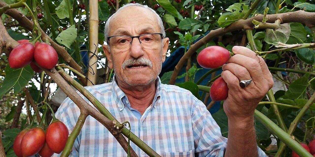 Güney Amerikalı Tamarillo Rize’yi sevdi