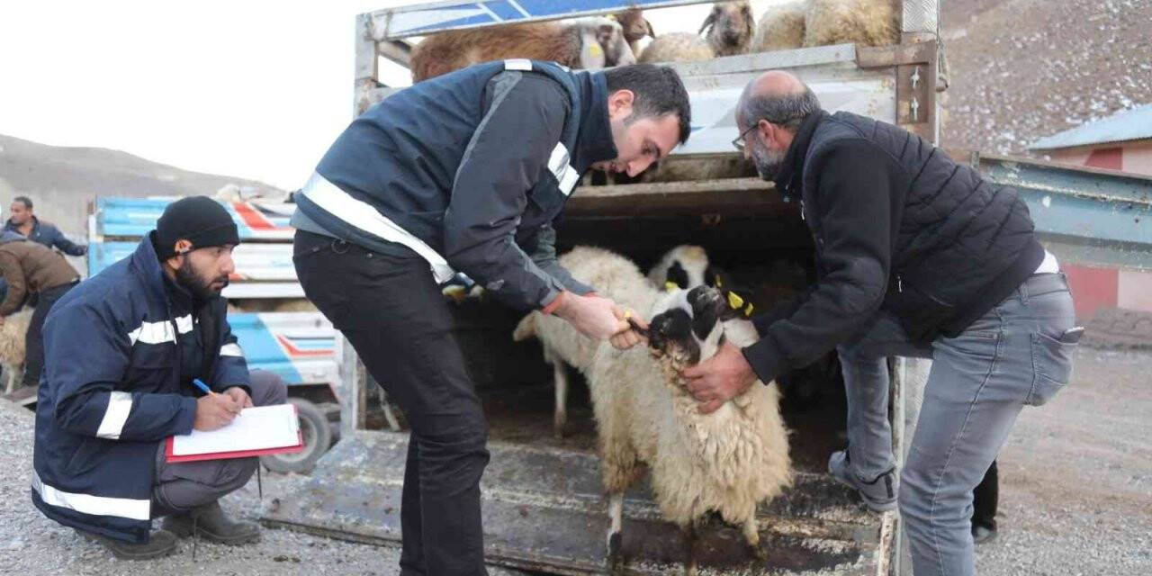 Sel mağdurlarına küçükbaş hayvan desteği