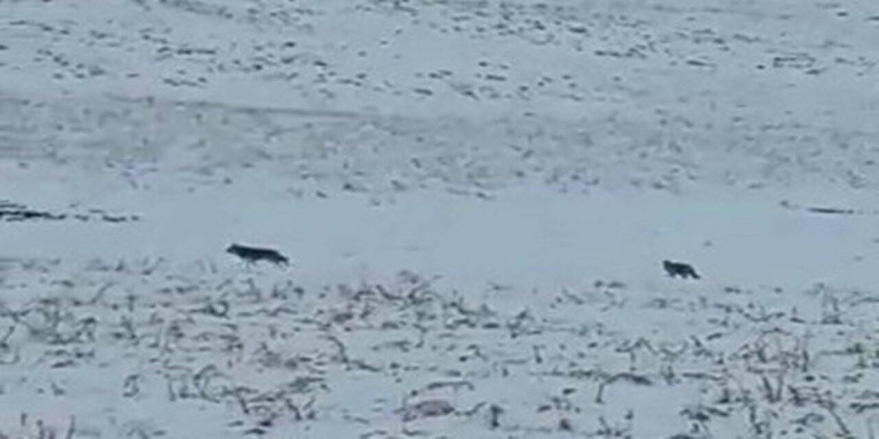 Yüksekova’da kurt sürüsü köye indi