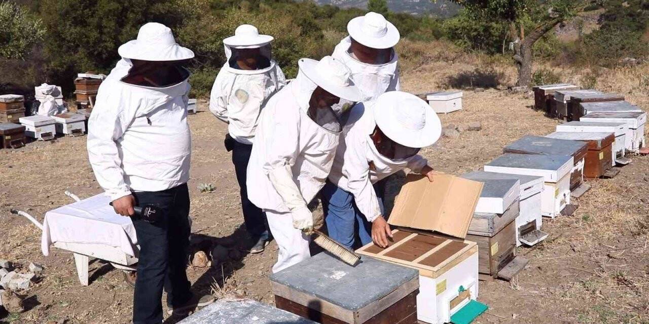 Bayraklı’da arıcılığa katkı sağlayacak kurs açıldı