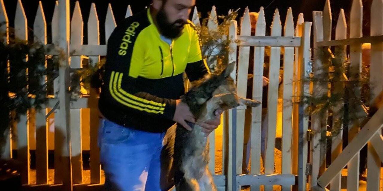 Afyonkarahisar’da zehirli yiyecekler ile hayvan katliamı