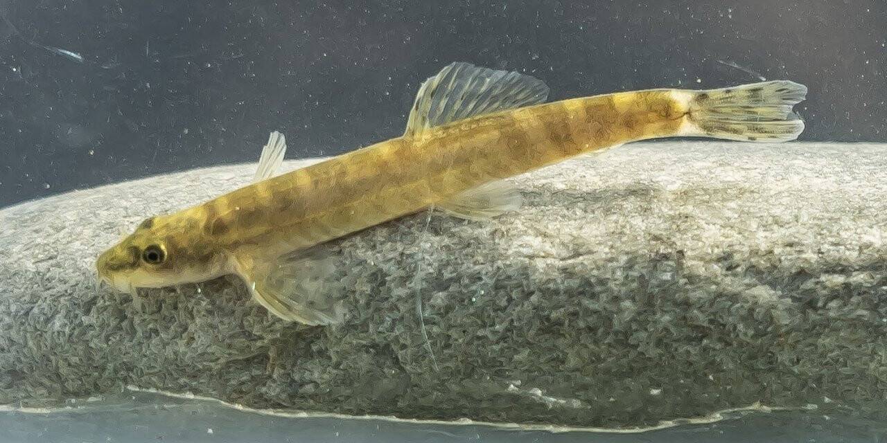 Nesli tükendi dendi, Batman’da ortaya çıktı