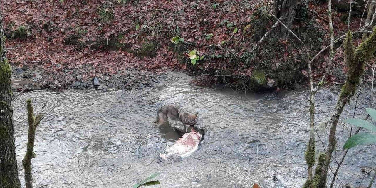 Aç kalan kurdun yaban domuzunu yediği anlar cep telefonu ile görüntülendi