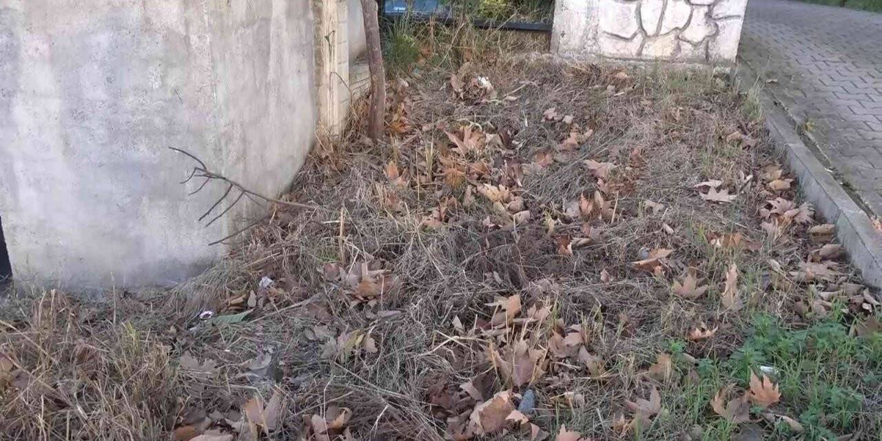Bursa’da sokak kedilerini zehirlediler, mahalle sakinleri gözyaşı döktü