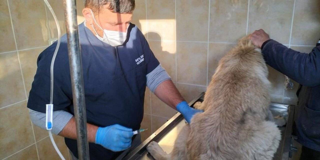 Trafik dubalı saldırıya maruz kalan o köpek emin ellerde