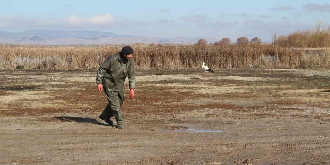 Limanı mesken tutan göç etmeyen leyleği balıkçılar küçük balıklarla besliyor