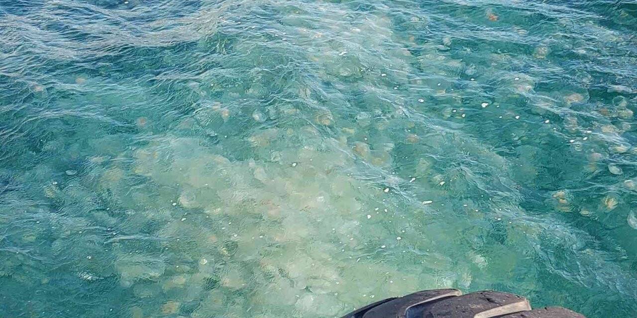 Marmara’da denizanası istilası