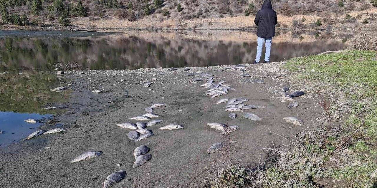 Karabük’te çevre katliamı