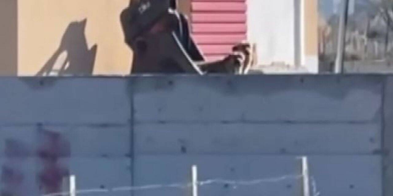 Selden sığındıkları binada 3 gündür mahsur kalan köpekler iş makinesiyle kurtarıldı