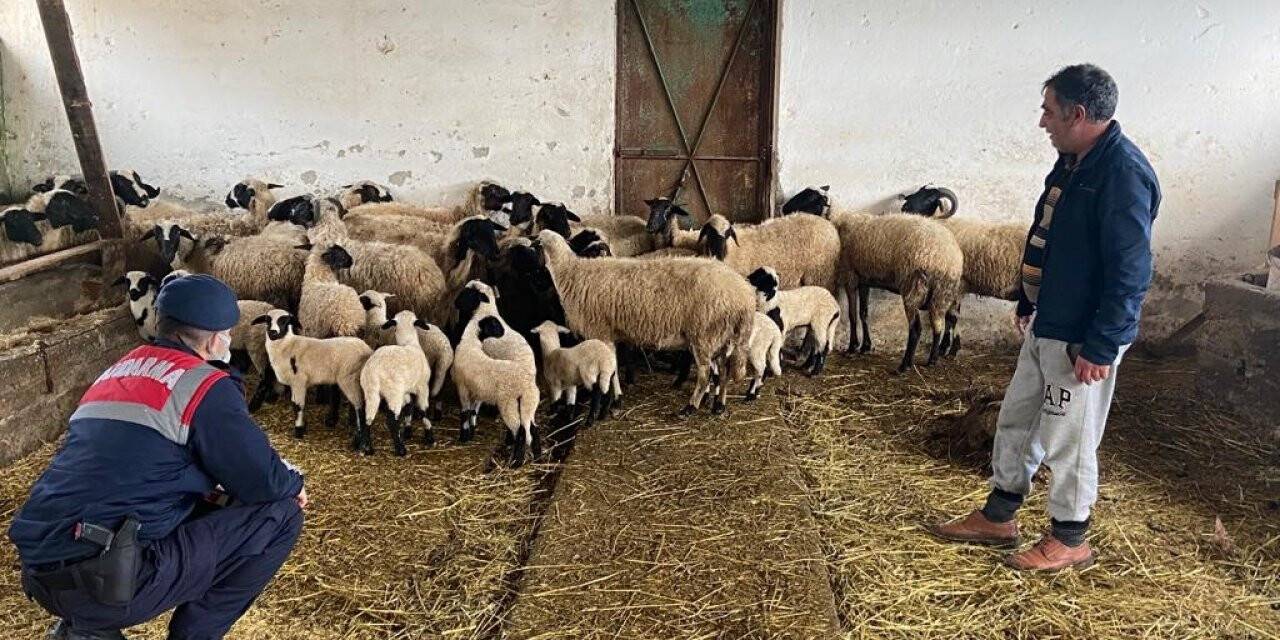 Jandarma vatandaşın koyun ve kuzularını buldu, ahırına kadar götürdü