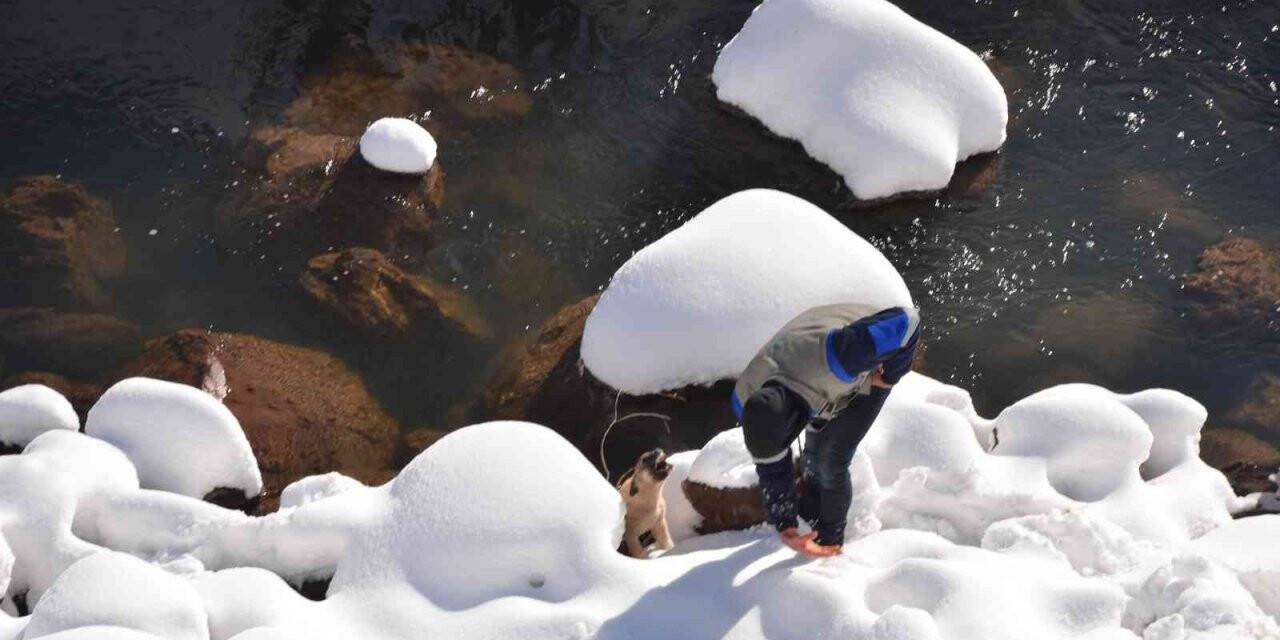 Karla kaplı yaylada ölmek üzere olan köpeği Dicle Elektrik ekipleri ve gazeteciler kurtardı