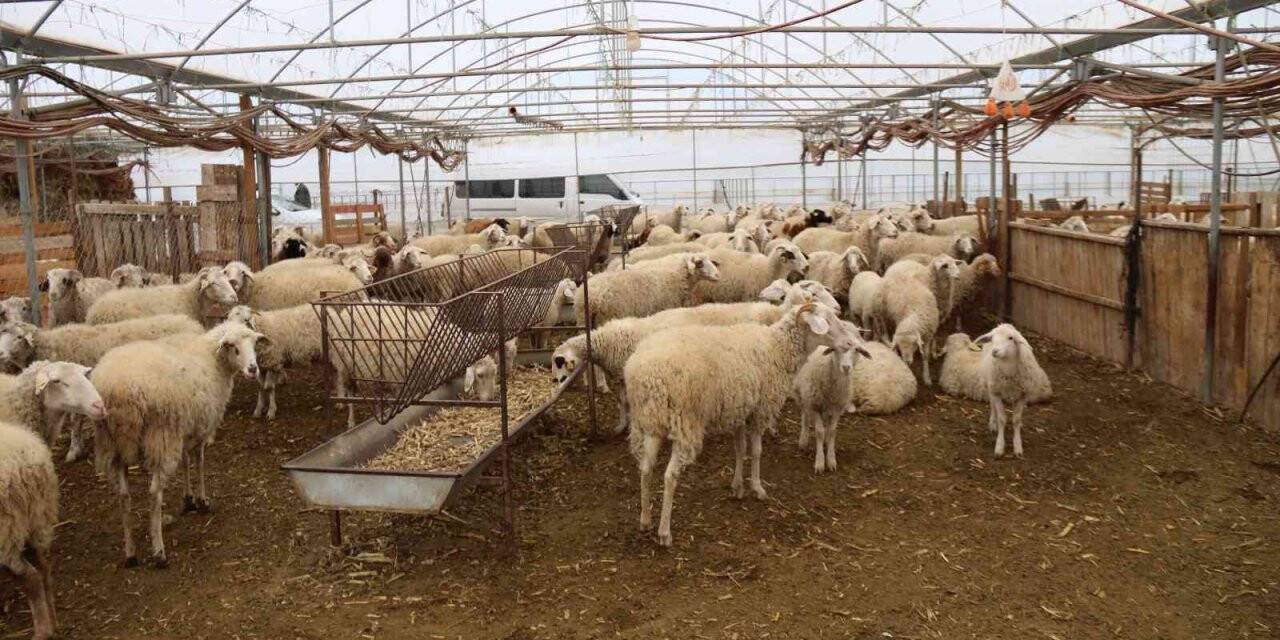 Bu yöntemle gübre bedava