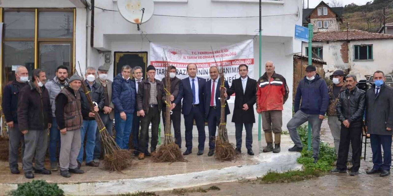 Tekirdağ’da 700 kestane fidanı dağıtıldı