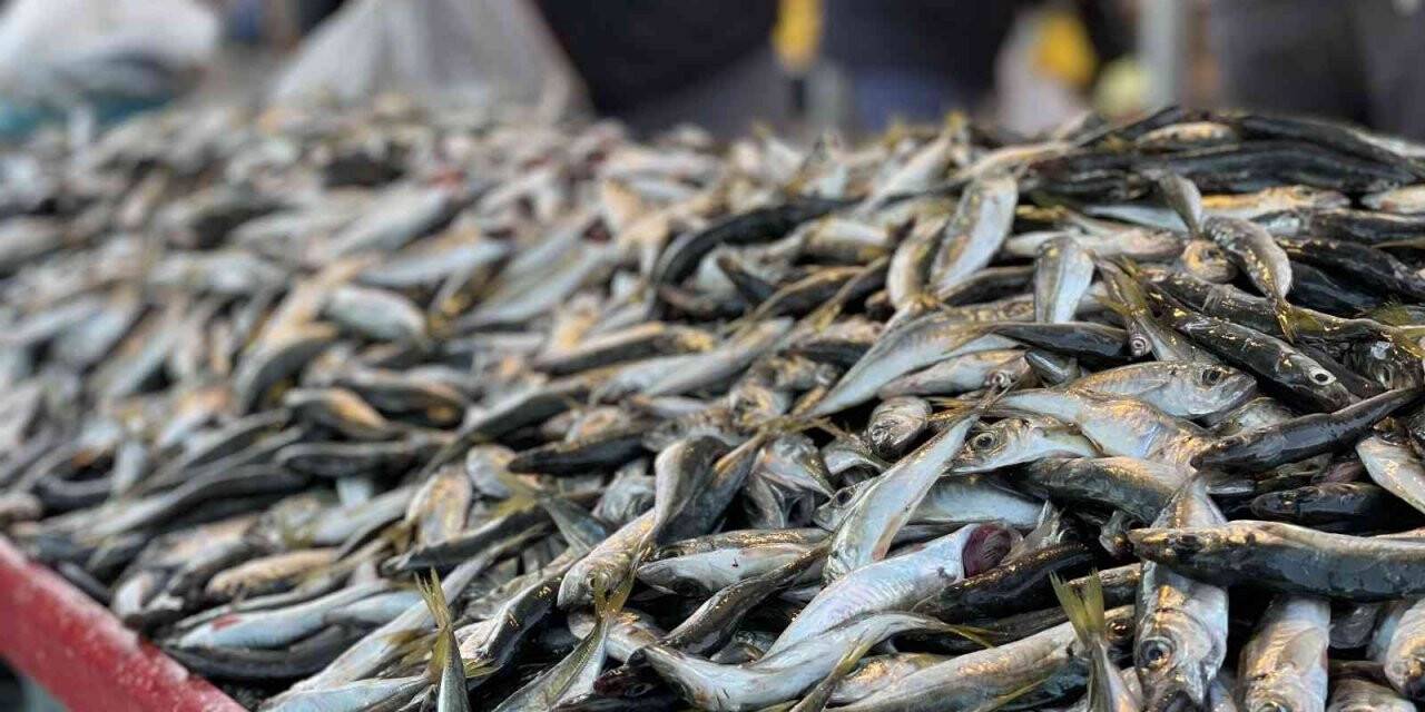 Hamsinin tahtını istavrit aldı