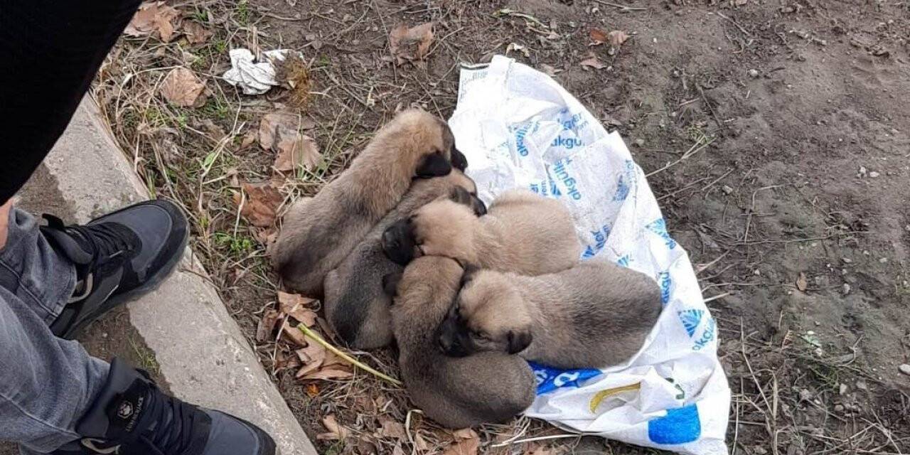 Yavru köpekleri çöp gibi bırakıp kaçtı