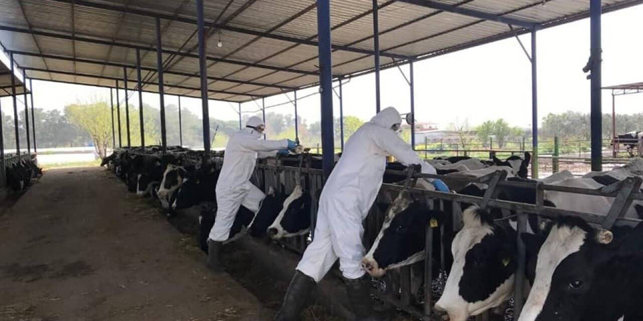 Aydın’da hayvancılık destekleme tespitleri ve hayvan hastalıkları ile mücadele çalışmaları sürüyor